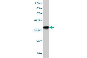 Western Blot detection against Immunogen (36. (Exonuclease 1 anticorps  (AA 747-846))