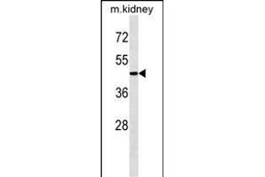 G4A Antibody  1808c western blot analysis in mouse kidney tissue lysates (35 μg/lane). (ATG4A anticorps  (AA 363-392))