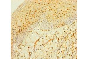 Immunohistochemistry of paraffin-embedded human tonsil tissue using ABIN7159395 at dilution of 1:100 (MS4A6E anticorps  (AA 1-52))
