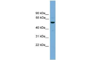 WB Suggested Anti-ASZ1 Antibody Titration: 1. (ASZ1 anticorps  (Middle Region))