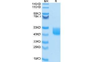 FITC-Labeled Human MSLN/Mesothelin on Tris-Bis PAGE under reduced condition.
