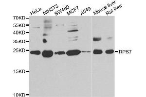 Western blot analysis of extracts of various cell lines, using RPS7 antibody. (RPS7 anticorps)