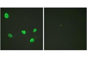 Immunofluorescence analysis of HeLa cells, using Histone H2B (Ab-12) Antibody. (Histone H2B anticorps  (AA 10-59))