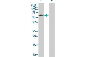 Western Blot analysis of IFRD2 expression in transfected 293T cell line by IFRD2 MaxPab polyclonal antibody. (IFRD2 anticorps  (AA 1-442))