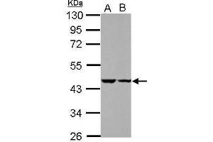 WB Image Sample (30 ug of whole cell lysate) A: HeLa B: HepG2 10% SDS PAGE antibody diluted at 1:1000 (C18ORF25 anticorps)