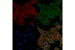 ABIN6257934 and ABIN6274849 staining Hela cells by IF/ICC. (ANGPTL7 anticorps  (C-Term))