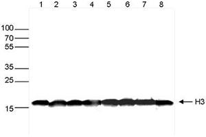 Western blot was performed on whole cell extracts (30μg) from different cell types (lane 1: HeLa, lane 2: K562, lane 3: MCF7, lane 4: U2OS, lane 5: HepG2, lane 6: Jurkat, lane 7: NIH3T3, lane 8: E14Tg2a mouse ES cells) using H3pan Monoclonal Antibody at 1:1,000 dilution in TBS-Tween containing 5% skimmed milk, followed by secondary antibody incubation and exposure. (Histone 3 anticorps  (C-Term))
