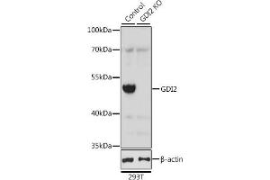Western blot analysis of extracts from normal (control) and GDI2 knockout (KO) 293T cells, using GDI2 antibody (ABIN6129647, ABIN6141048, ABIN6141049 and ABIN7101828) at 1:2000 dilution. (GDI2 anticorps  (AA 296-445))