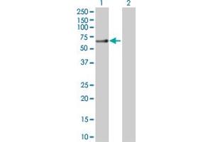 Western Blot analysis of SLC1A3 expression in transfected 293T cell line by SLC1A3 MaxPab polyclonal antibody.