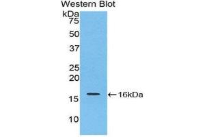 Western Blotting (WB) image for anti-Interleukin 16 (IL16) (AA 1203-1322) antibody (ABIN1859347) (IL16 anticorps  (AA 1203-1322))