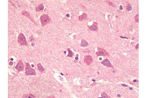 Anti-KPNA5 antibody IHC staining of human brain, cortex. (KPNA5 anticorps  (N-Term))
