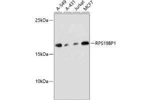 Western blot analysis of extracts of various cell lines, using RPS19BP1 antibody (ABIN6132999, ABIN6147207, ABIN6147208 and ABIN6217154) at 1:3000 dilution. (RPS19BP1 anticorps  (AA 1-136))