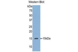 Western Blotting (WB) image for anti-Regenerating Islet-Derived 3 alpha (REG3A) (AA 40-164) antibody (ABIN1078468) (REG3A anticorps  (AA 40-164))