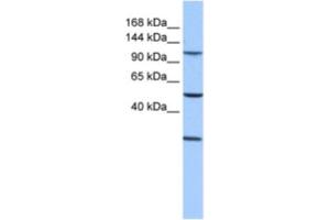 Western Blotting (WB) image for anti-Stromal Antigen 3 (STAG3) antibody (ABIN2463593) (STAG3 anticorps)