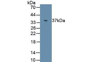 Detection of Recombinant PLIN3, Human using Polyclonal Antibody to Perilipin 3 (PLIN3) (PLIN3 anticorps  (AA 134-434))