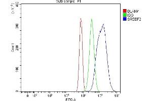 Flow Cytometry analysis of RH35 cells using anti-SREBP2/SREBF2 antibody (ABIN7601523).
