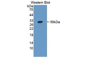 Western Blotting (WB) image for anti-Vasorin (Vasn) (AA 298-539) antibody (ABIN1872181)