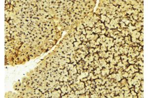 ABIN6269056 at 1/100 staining Mouse liver tissue by IHC-P. (PDPK1 anticorps  (Internal Region))