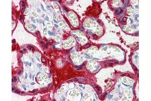 IHC Information: Paraffin embedded placenta tissue, tested with an antibody dilution of 5 ug/ml.