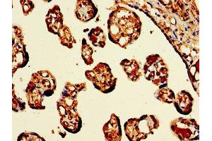 IHC image of ABIN7154972 diluted at 1:300 and staining in paraffin-embedded human placenta tissue performed on a Leica BondTM system.