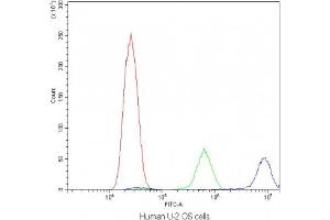 Flow cytometry testing of human U-2 OS cells with Calpastatin antibody at 1ug/10^6 cells (blocked with goat sera) (Calpastatin anticorps  (AA 275-310))