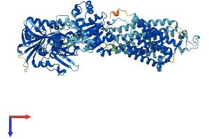 AlphaFold protein structure predicition of Human Recombinant ATP2A1 Protein, UniprotID O14983