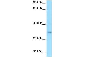 WB Suggested Anti-C9orf30 Antibody Titration: 1. (MSANTD3 anticorps  (C-Term))
