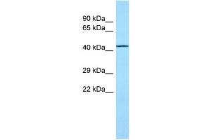 WB Suggested Anti-TOR1AIP2 Antibody Titration: 1.