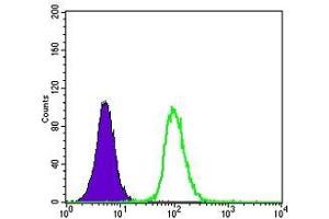 FC analysis of K562 cells using GSTP1 antibody (green) and negative control (purple). (GSTP1 anticorps)