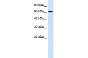 Western Blotting (WB) image for anti-Upstream Binding Protein 1 (LBP-1a) (UBP1) antibody (ABIN2460733) (UBP1 anticorps)