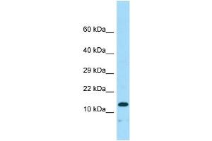 Western Blotting (WB) image for anti-Neudesin (NENF) (N-Term) antibody (ABIN2790663) (Neudesin anticorps  (N-Term))