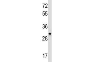 CD27 antibody western blot analysis in Ramos lysate.