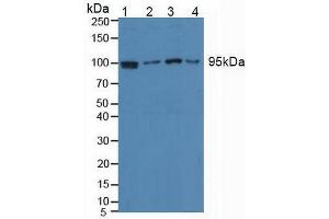 Western blot analysis of (1) Human HeLa cells, (2) Human Jurkat Cells, (3) Human HepG2 Cells and (4) Human Raji Cells.