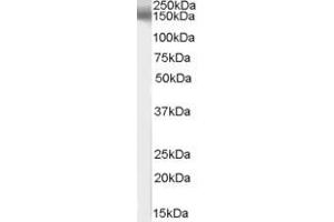 ABIN185520 (1µg/ml) staining of human brain lysate (35µg protein in RIPA buffer).