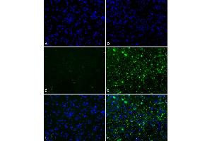 Immunofluorescence (IF) image for Synuclein, alpha (SNCA) (full length) (Active) protein (ABIN5065829)