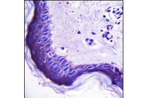 ERV3 Antibody (C-Term) (ABIN657358 and ABIN2846408) immunohistochemistry analysis in formalin fixed and paraffin embedded human skin tissue followed by peroxidase conjugation of the secondary antibody and DAB staining.