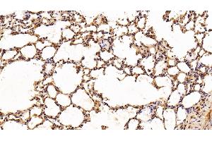 Detection of IL6 in Rat Lung Tissue using Polyclonal Antibody to Interleukin 6 (IL6)