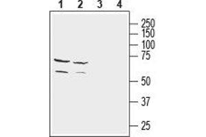 Western blot analysis of mouse (lanes 1 and 3) and rat (lanes 2 and 4) brain lysates: - 1,2. (NETO2 anticorps  (Extracellular, N-Term))