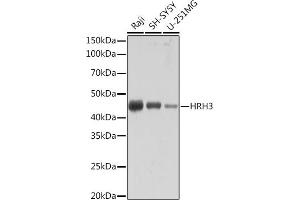 Western blot analysis of extracts of various cell lines, using HRH3 Rabbit mAb (ABIN7267661) at 1:1000 dilution. (HRH3 anticorps)