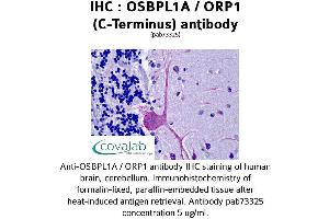 Image no. 1 for anti-Oxysterol Binding Protein-Like 1A (OSBPL1A) (C-Term) antibody (ABIN1737699) (OSBPL1A anticorps  (C-Term))