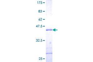 Image no. 1 for Small Ubiquitin Related Modifier 3 (SUMO3) (AA 1-103) protein (GST tag) (ABIN1321896)