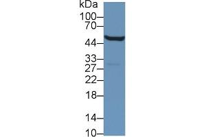 Western Blot; Sample: Mouse Kidney lysate; Primary Ab: 1µg/ml Rabbit Anti-Mouse ALDH9A1 Antibody Second Ab: 0. (ALDH9A1 anticorps  (AA 322-494))