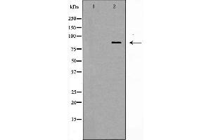 Western blot analysis of MCF7 cell lysate, using STAT1 Antibody. (STAT1 anticorps  (C-Term))