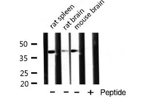 Western blot analysis of extracts of various tissue ,using DNAJB4 antibody.