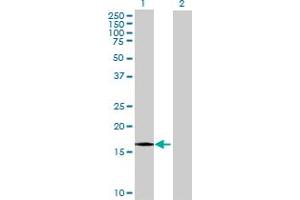 Western Blot analysis of EDF1 expression in transfected 293T cell line by EDF1 MaxPab polyclonal antibody. (EDF1 anticorps  (AA 1-148))