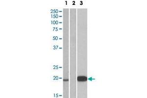 HEK293 lysate (10 ug protein in RIPA buffer) over expressing human UCN3 with DYKDDDDK tag probed with UCN3 polyclonal antibody  (1 ug/mL) in Lane 1 and probed with anti- DYKDDDDK Tag (1/3000) in lane 3. (UCN3 anticorps  (Internal Region))