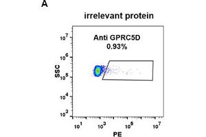Expi 293 cell line transfected with irrelevant protein (A) and human GPRC5D (B) were surface stained with Rabbit anti-GPRC5D monoclonal antibody 1 μg/mL (clone: DM91) followed by PE-conjugated anti-rabbit IgG secondary antibody. (GPRC5D anticorps  (AA 2-21))