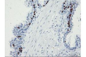 Image no. 2 for anti-Forkhead Box I1 (FOXI1) (AA 111-350) antibody (ABIN1490840) (FOXI1 anticorps  (AA 111-350))