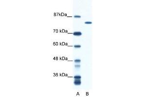 DHX16 antibody used at 0. (DHX16 anticorps)