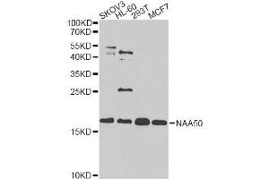 anti-N(alpha)-Acetyltransferase 50, NatE Catalytic Subunit (NAA50) (AA 1-169) antibody